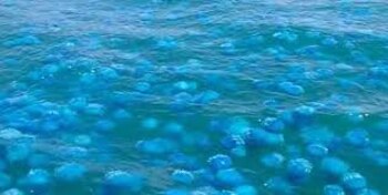 Las amenazas habrían provocado el