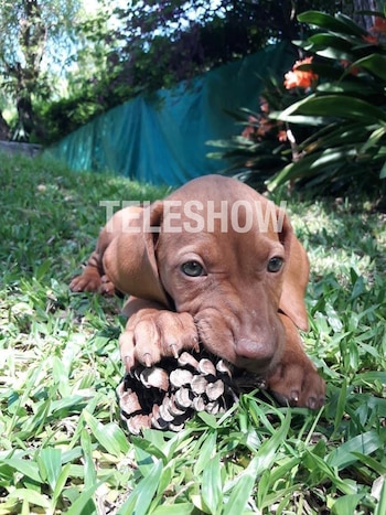 Rita le trajo varios dolores