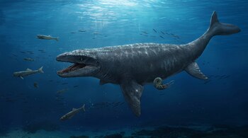 Reptil marino de gran tamaño con la boca abierta y dientes afilados bajo el agua, rodeado de cardúmenes de peces y un amonite.