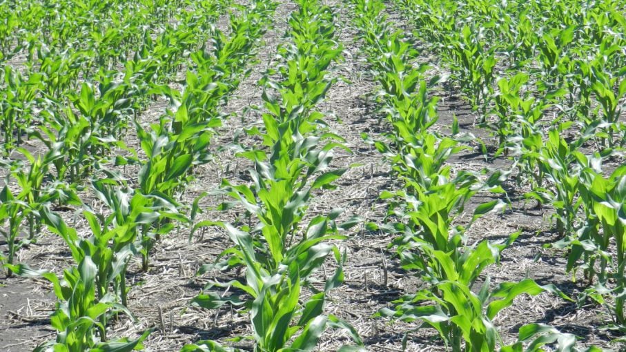 El 76% del maíz sembrado presenta una condición entre buena y excelente