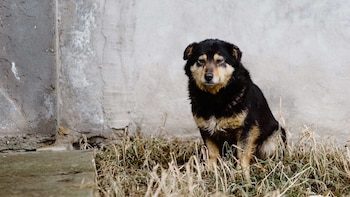 No todos los cuestionamientos del denunciante prosperaron, ya que la autoridad optó por archivar algunos extremos al no hallar pruebas suficientes de infracción.