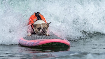 Un perro de raza French Bulldog con salvavidas naranja y camiseta rosa sobre una tabla de surf rosada que flota en el agua con una ola blanca