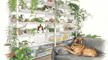 Ilustración en acuarela de un perro marrón recostado en un sofá gris al lado de una estantería con plantas, vasos y libros.