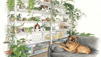 7 lugares que los expertos recomiendan evitar para las plantas de interior