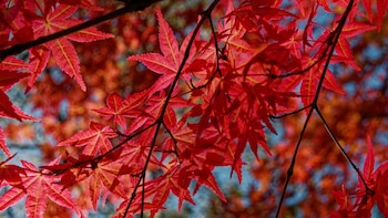 Si tienes jardín y quieres revalorizar tu casa, planta alguno de estos árboles: un jardinero explica los motivos