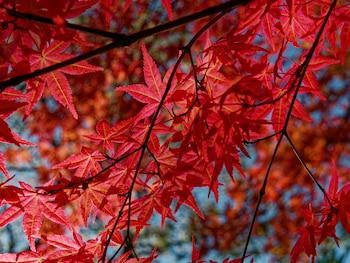 Es un árbol que puede revalorizar tu vivienda