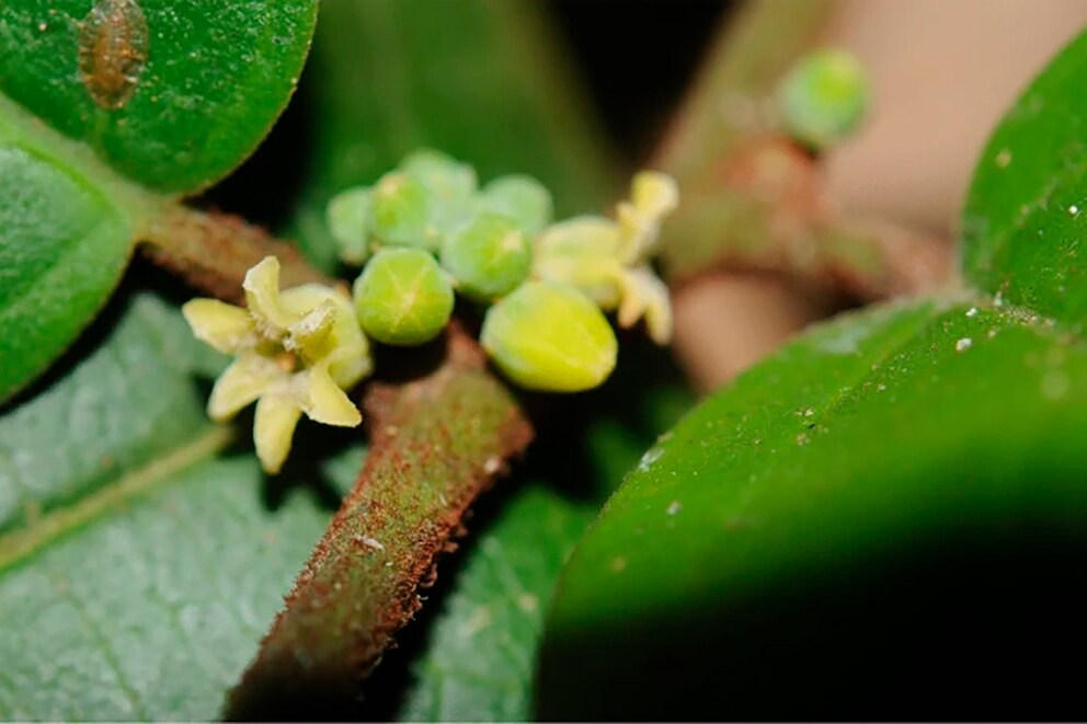 Descubren las 10 especies de plantas y hongos más fascinantes del 2024