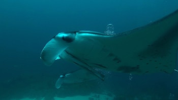 Raya manta