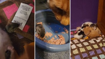 El roedor convivió una semana