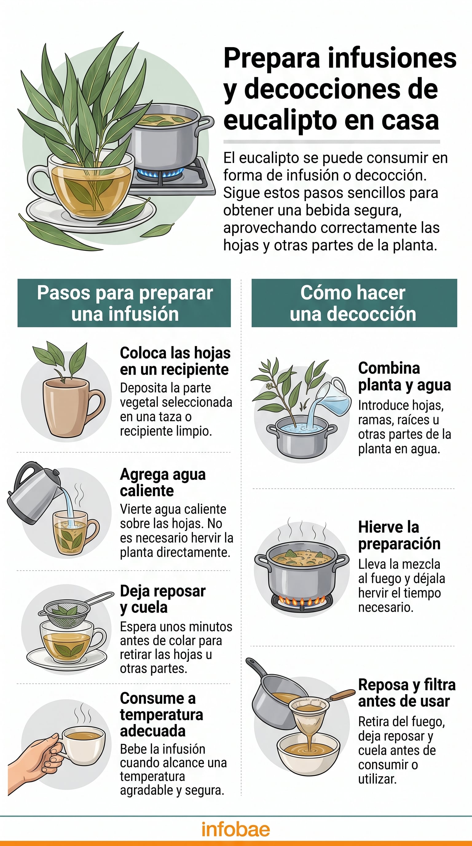 Pasos para la preparación casera de infusiones y decocciones de eucalipto. (Imagen Ilustrativa Infobae)