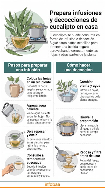 Infografía con dibujos e instrucciones en texto sobre cómo elaborar bebidas con hojas de eucalipto usando una taza y una olla.