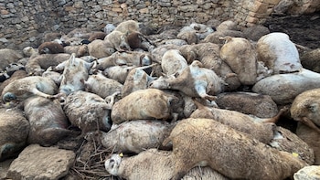 Mueren 122 ovejas ahogadas tras