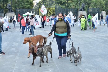 Detalló que la primera identificación de SARS-Cov-2 se realizó el 27 de abril en dos perros de la alcaldía Iztapalapa, en la Ciudad de México, por la prueba molecular de RT-PCR. (Foto: EP)