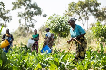 Las mujeres dirigen a los agricultores que riegan el tabaco en la aldea de Hassan, Mangochi, al sur de Malaui. (Thoko Chikondi)