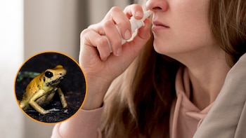 Un spray nasal elaborado con veneno de sapo alivia los síntomas de la depresión en un ensayo con personas