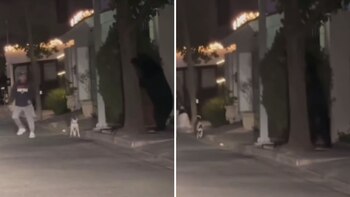 Un oso negro intenta pasar