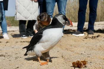 Algunos frailecillos atlánticos ya comienzan