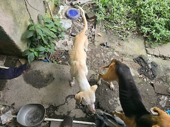 Tres perros fueron encontrados con vida, pero en condiciones deplorables de salud, según el reporte policial. (Foto: Policía Nacional)
