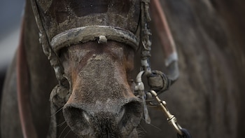 Accidente insólito: un caballo de