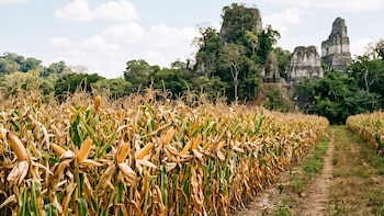 Campo de maíz maduro con mazorcas doradas en primer plano, camino de tierra. Al fondo, ruinas mayas cubiertas de vegetación y cielo azul con nubes