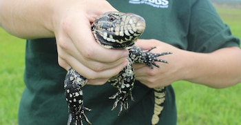 Manos de persona sostienen un lagarto Tegu argentino blanco y negro de cuerpo robusto y escamas. Fondo de césped verde