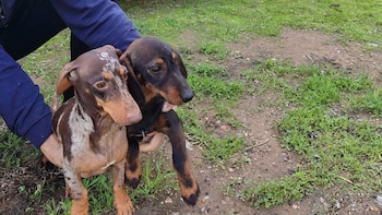 La Guardia Civil recupera a