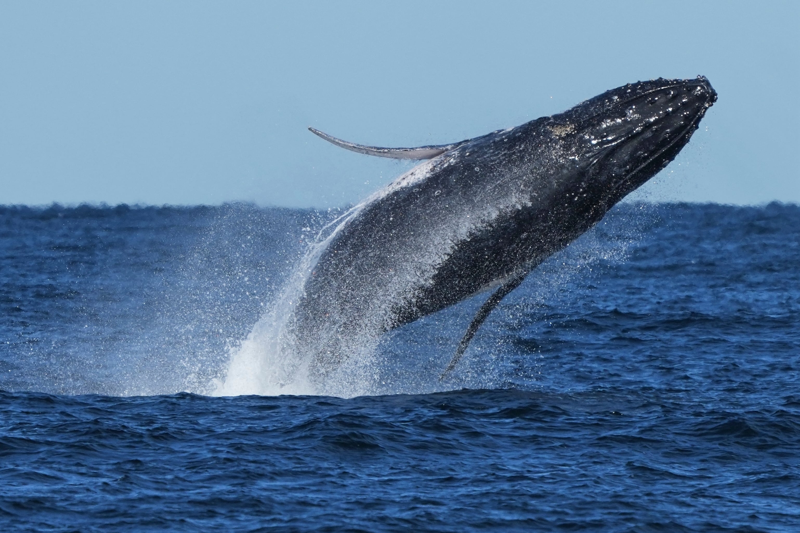 Descubren sorprendentes datos sobre el canto de la ballena jorobada: cómo se vincula con su nado