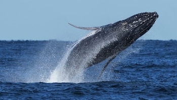 La evolución de los cetáceos: cómo ballenas, delfines y marsopas conquistaron el océano