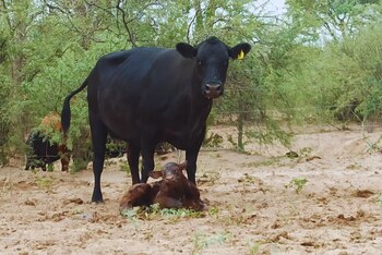 En vacas con cría y