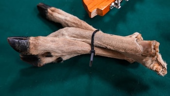 La demanda de animales silvestres