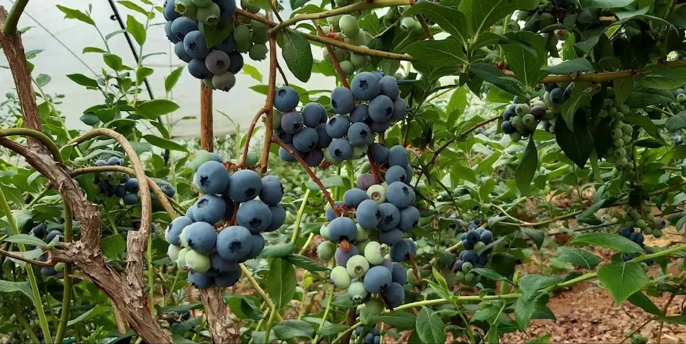 Consumir unos 150 gramos de arándanos al día se asocia con una reducción del 20% en el riesgo de infarto e ictus (Foto: Arándanos el Cierrón)