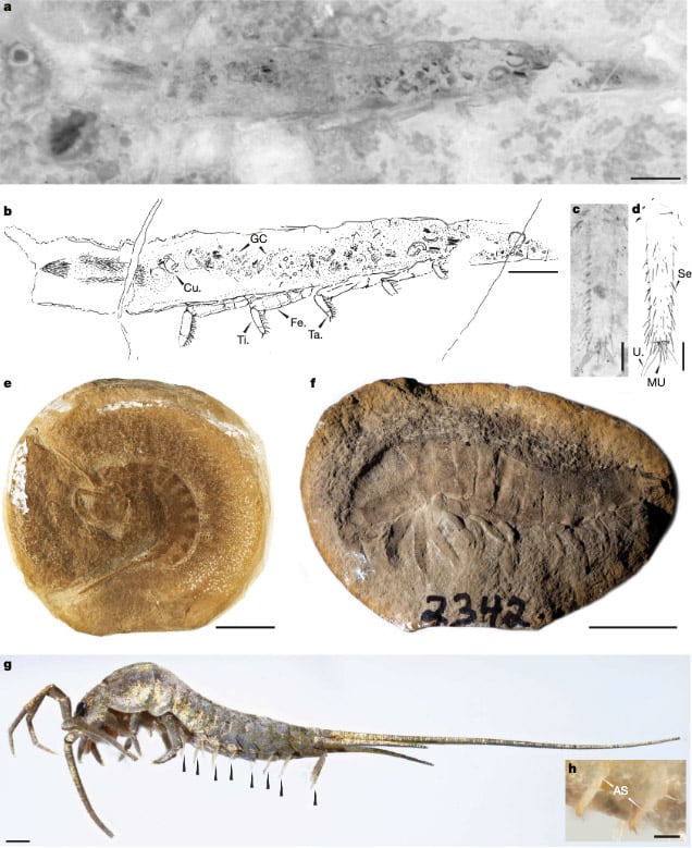 La criatura vivió hace unos 324 millones de años y combinó rasgos de insectos con características de antiguos organismos acuáticos