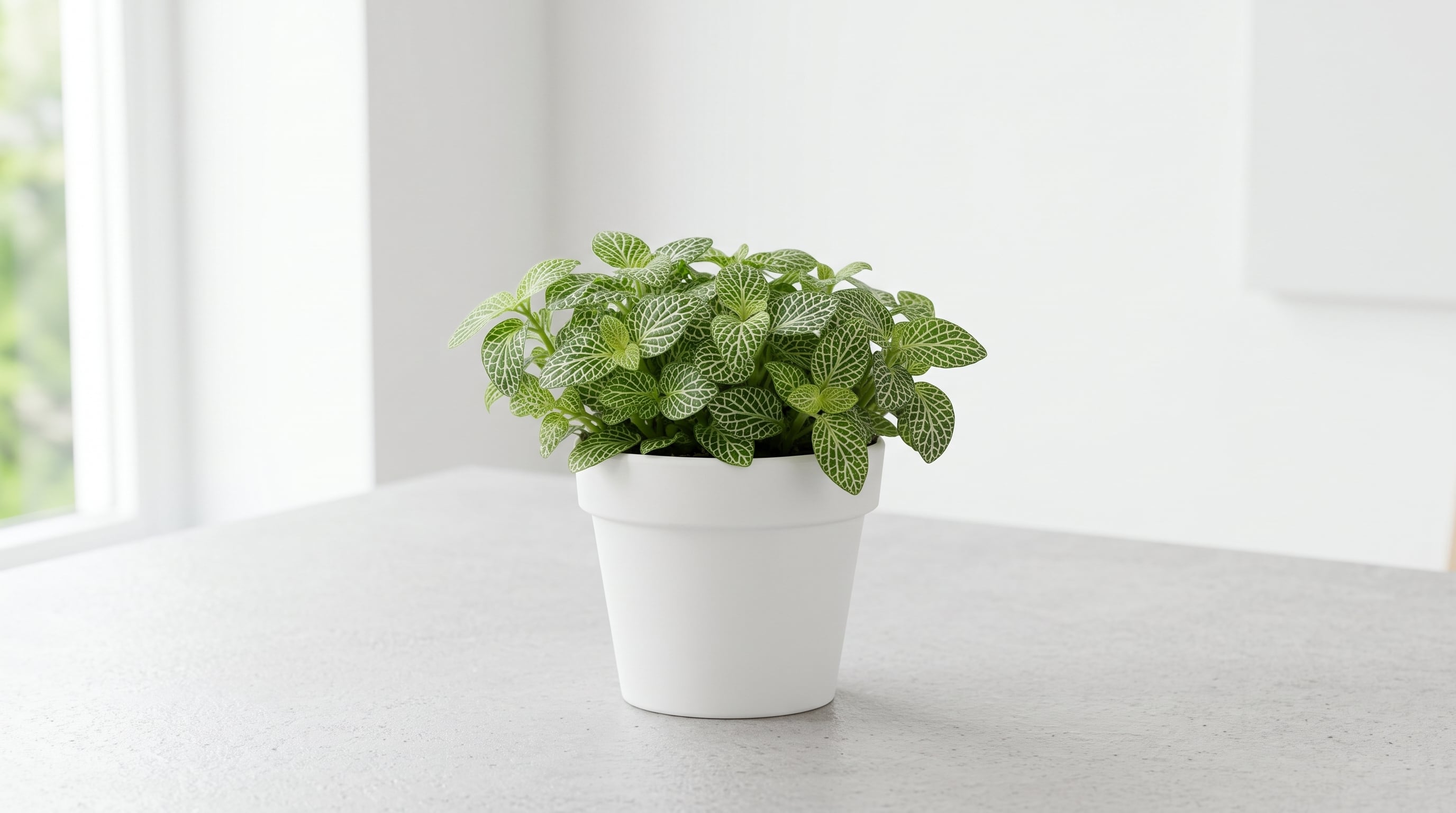 La fittonia requiere una humedad más constante y destaca por sus nervaduras contrastantes en las hojas. (Imagen Ilustrativa Infobae)