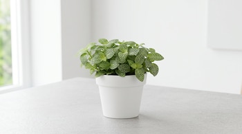 Planta pequeña de hojas verdes y venas blancas en una maceta blanca redonda sobre una mesa clara.