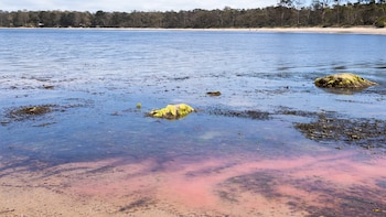 Una baba rosada generada por