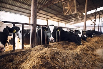 Vacas lecheras de pelaje negro y blanco comen paja detrás de una barandilla metálica en un establo techado