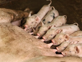 Colombia ostenta el estatus