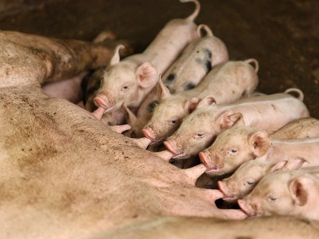 La prohibición total de productos y subproductos porcinos españoles busca contener el riesgo sanitario en Colombia - crédito ICA