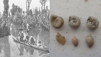 Vestigios de chinampas.
(Foto: captura de