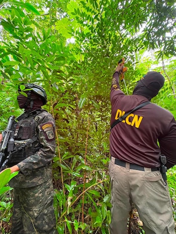 El Ministerio Público investiga a los responsables de la plantación de coca y sus posibles vínculos con el crimen organizado en Iriona.