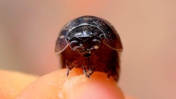 Este bichito se ha convertido