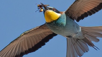 Abejarucos y ranas, aliados inesperados para frenar la expansión de la avispa asiática en Doñana