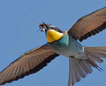 Un abejaruco caza una avispa velutina. (Francisco Ramírez)