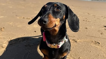 La increíble odisea de Valerie: