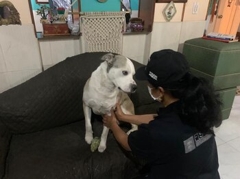 Toby, el perro atacado con