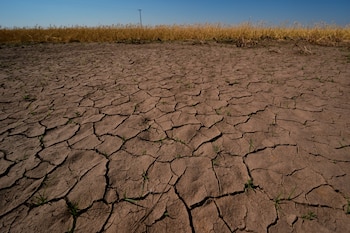 La actividad agropecuaria es la más afectada, debido a la falta de lluvias en la región Pacífica de Panamá. (AP Foto/Charlie Riedel, archivo)