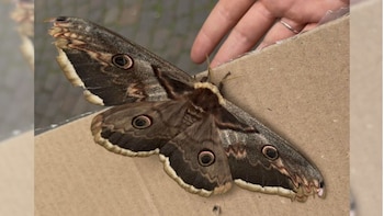 La polilla más grande de Europa, encontrada casi sin vida, trasladada a un centro de recuperación de aves y luego puesta en libertad de nuevo