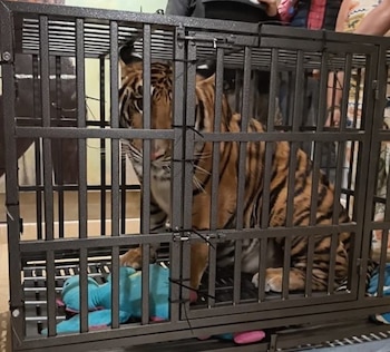 Felino asegurado. Crédito: Secretaría de