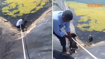 Serenos rescatan a dos perritos