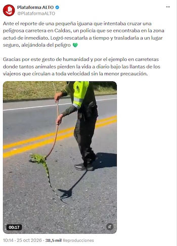 Policía rescató a una iguana que cruzaba una carretera en Caldas - crédito @PlataformaALTO/X